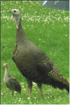 Hen and chick