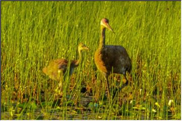 Cranes at Seney