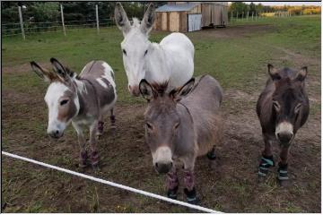 Four Amigos