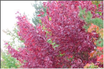 Bursting color
