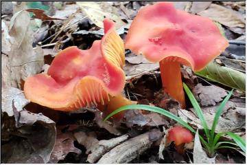 Fall Mushrooms