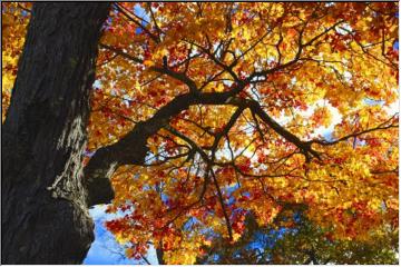 Overhead Color