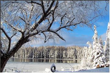 Winter Beauty