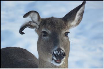 Split Ear