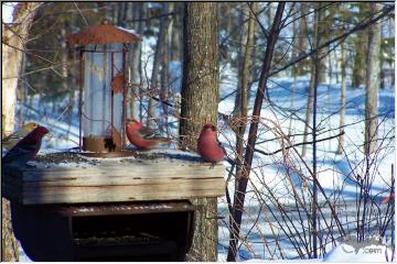 Grosbeaks lunchtime