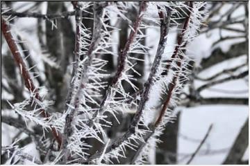 Hoar Frost