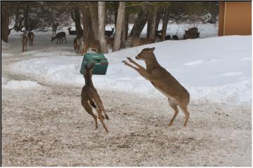 Dog Sled race finish