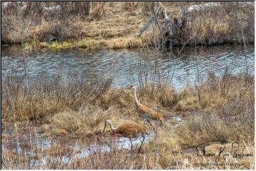 Pair of Sandhills