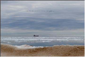 Migrating north