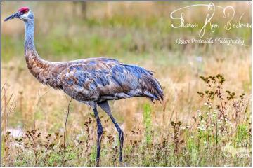 Colors of a Sandhill