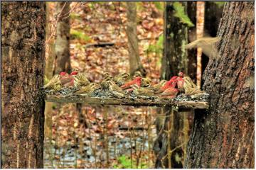 Loaded Birdfeeder