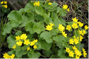 Spring flowers