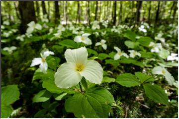 Woodland beauty