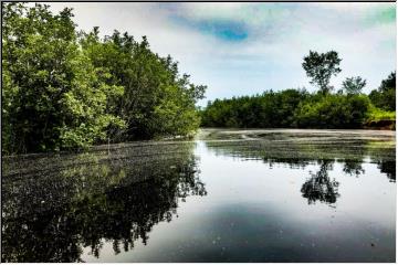 Pollen on the Water