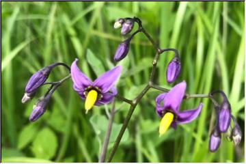 Purple beauties