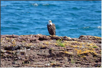 Visiting Eagle