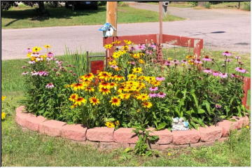 Summer blooms