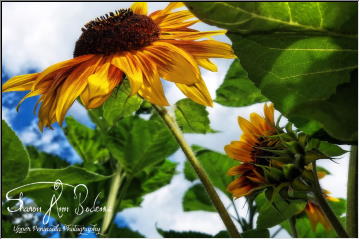 Sunny Sunflowers