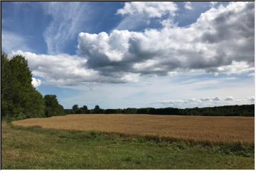 Oats to harvest