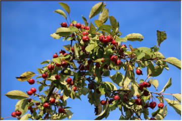 Signs of Fall