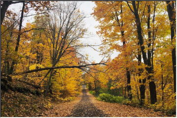 Color along the trail