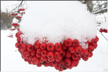 Winter on the berries