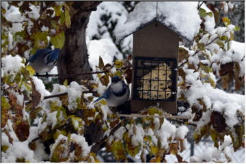 Back yard feeders