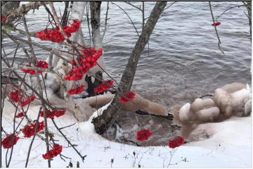 Lac La Belle Berries