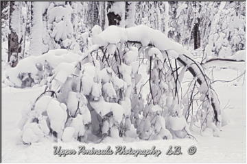 Snowy branches