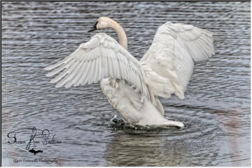 U.P. Swans