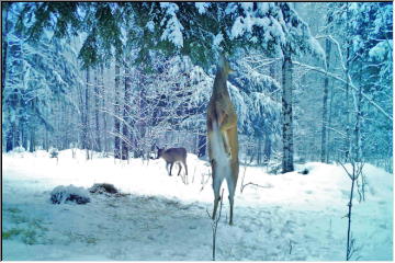 Reaching for dinner