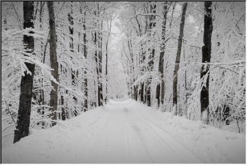 Snow-covered branches