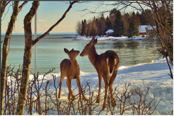 Deer on the Beach