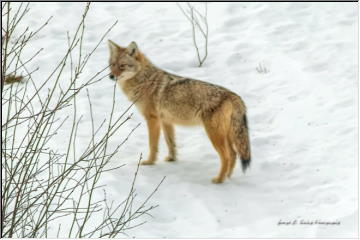 Coyote