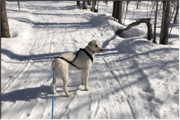 Skijoring