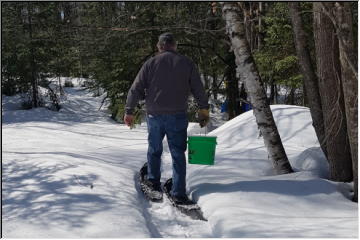 Sap collecting time