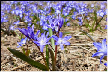 Signs of Spring