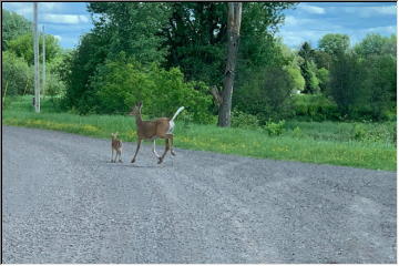 Mommas and babies