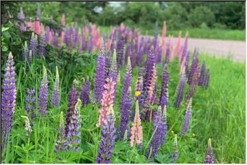 Roadside beauty