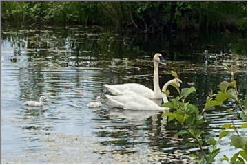 Swans and babies