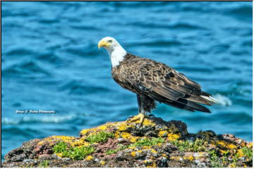 Bald Eagle