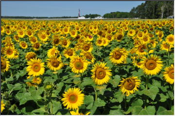 Bright Yellow
