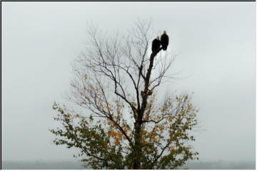 Regal Eagles