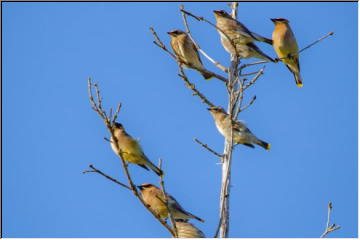 Cedar Waxwing