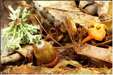 Fall on the forest floor