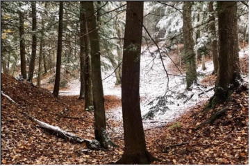 Early snow in the woods