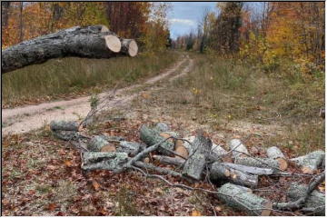 Making wood