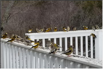 Evening Grosbeaks