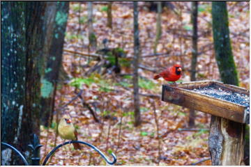 Cardinals