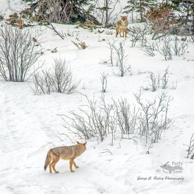Photo by George C. Bailey